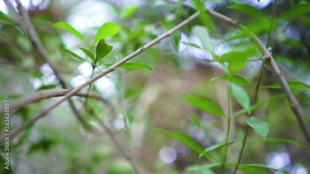 SLOW MOTION, CLOSE UP, DOF, LOW ANGLE: Beautiful green leaves blowing in the wind in tropical jungle rain forest SLOW MOTION, CLOSE UP, DOF, LOW ANGLE: Beautiful green leaves blowing in the wind in tropical jungle rain forest