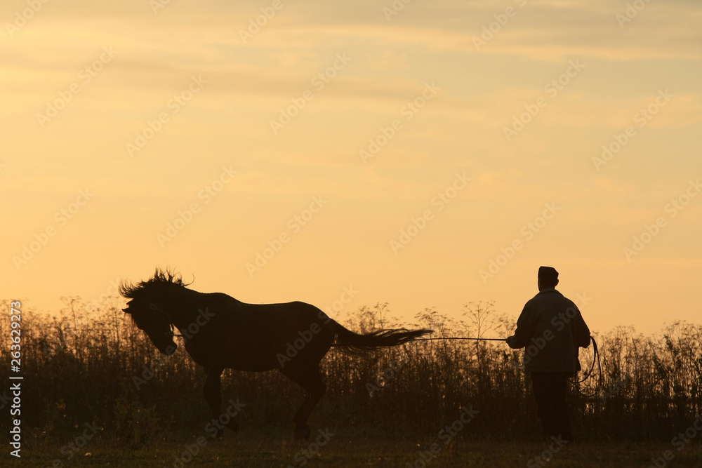 Man and horse silhouette in summer field in the early morning at sunrise