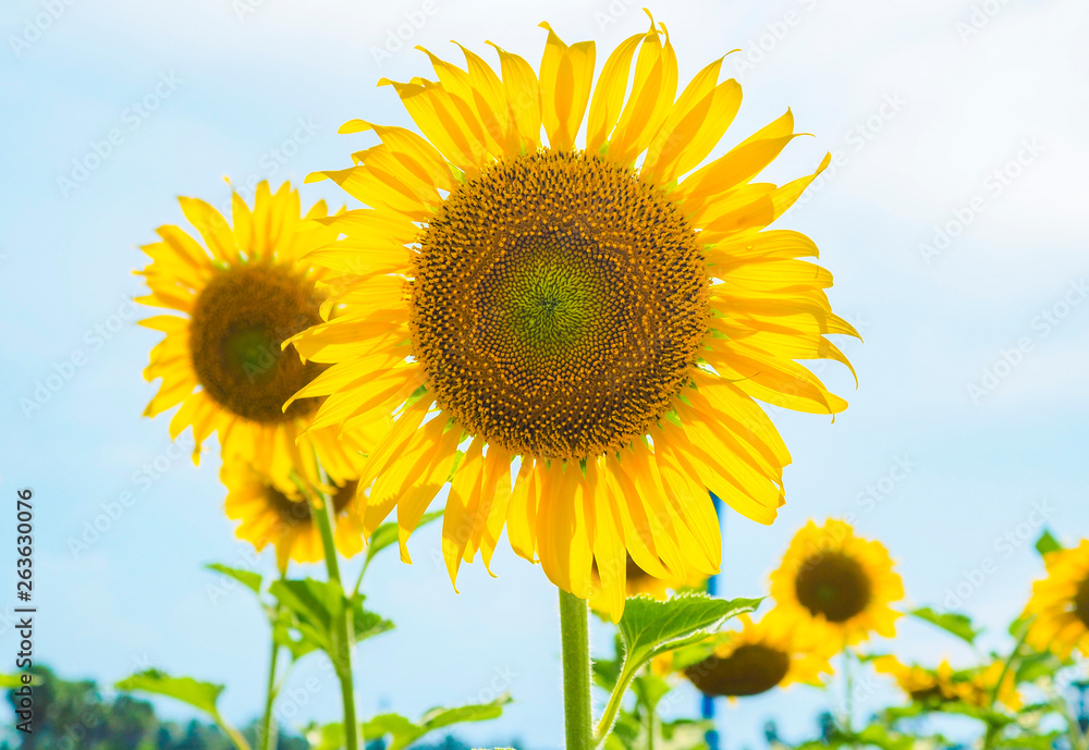 Fototapeta premium Sunflowers blooming on blue sky background ,fresh & daylight summer concept.