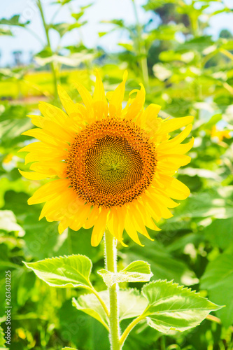 Sunflowers blooming on blue sky background ,fresh & daylight summer concept.