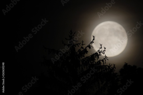 Moon Tree