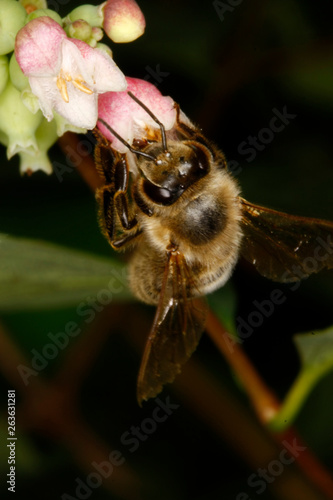 A Honeybee on a blossom of the snow-berry (Syphoricarpos albus var. laevigatus) photo