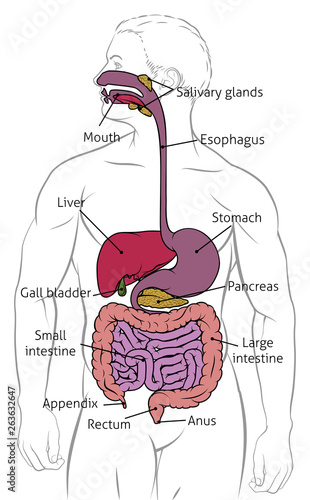 Digestive system human anatomy gut gastrointestinal tract diagram