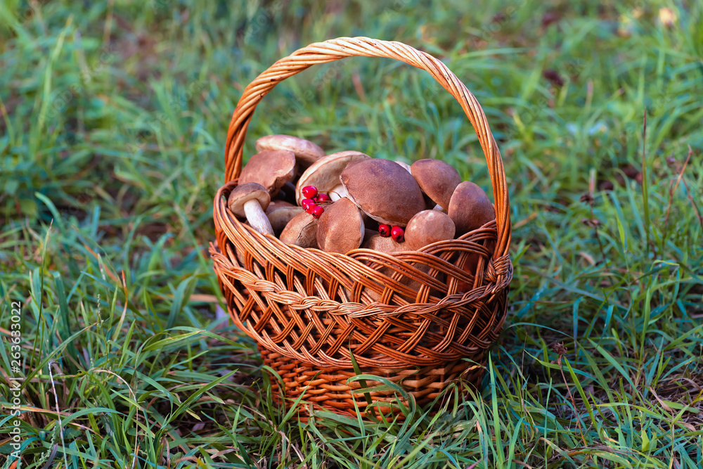Mushrooms collected in a large basket, food Mushrooms collected in a large basket, food