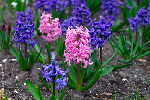 Background hyacinths flowering in garden. Blue and pink hyacinth flowers. Flower beds