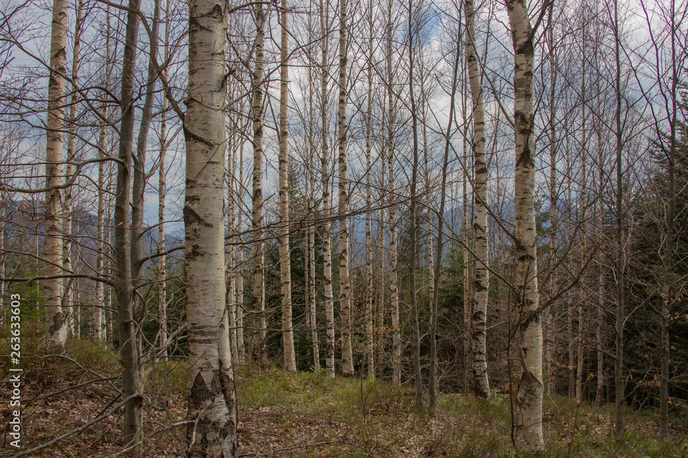 Rest in the Carpathians, Hiking in the mountains Gorgany Rest in the Carpathians, Hiking in the mountains Gorgany