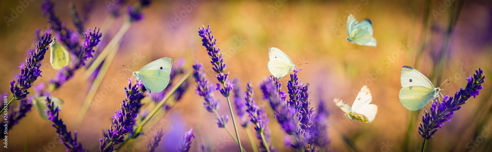 white butterfly on lavender flowers macro photo - obrazy, fototapety, plakaty 