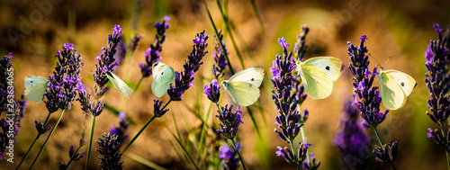 white butterfly on lavender flowers macro photo