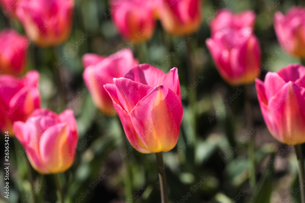 Beautiful bouquet of tulips nature background. Beautiful bouquet of tulips nature background.