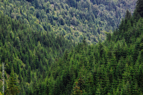Green tree forest background, Germany, Alpine, Carpathian mountains © Олеся Серебрянцева