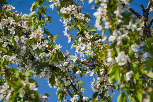 white flowers of apple tree in spring