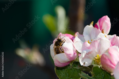 bee on a flower