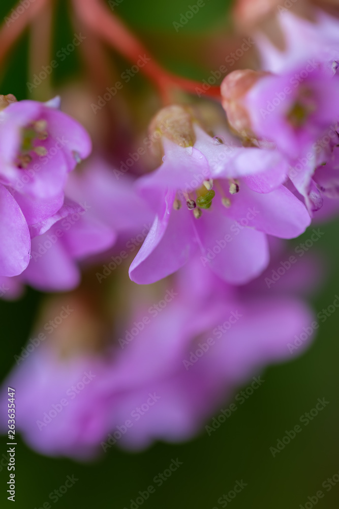 Beautiful pink flowers in springtime. Closeup. Soft focus