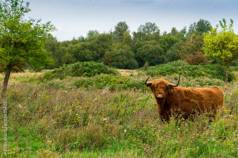 highlander in nature park Dintelse Gorzen, The Netherlands highlander in nature park Dintelse Gorzen, The Netherlands