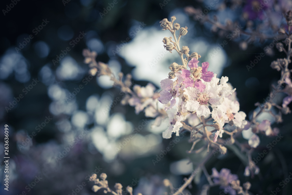 Beautiful flower at wayside and copy space,selective focus. Beautiful flower at wayside and copy space,selective focus.