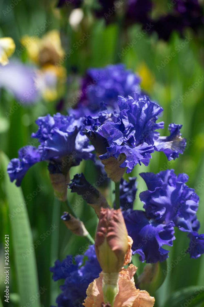  Colorful irises in the garden, perennial garden. Gardening. Bearded iris/