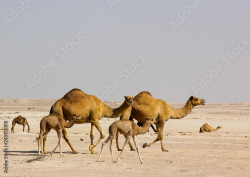 A group of camels in the Qatar's desert © SyedMohdFirdaus