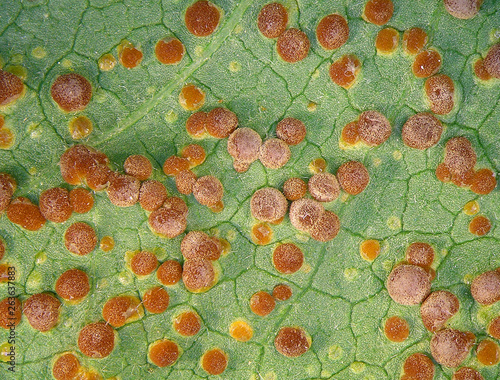 Malva leaf infected by fungus, Puccinia malvacearum, also known as hollyhock or mallow rust photo