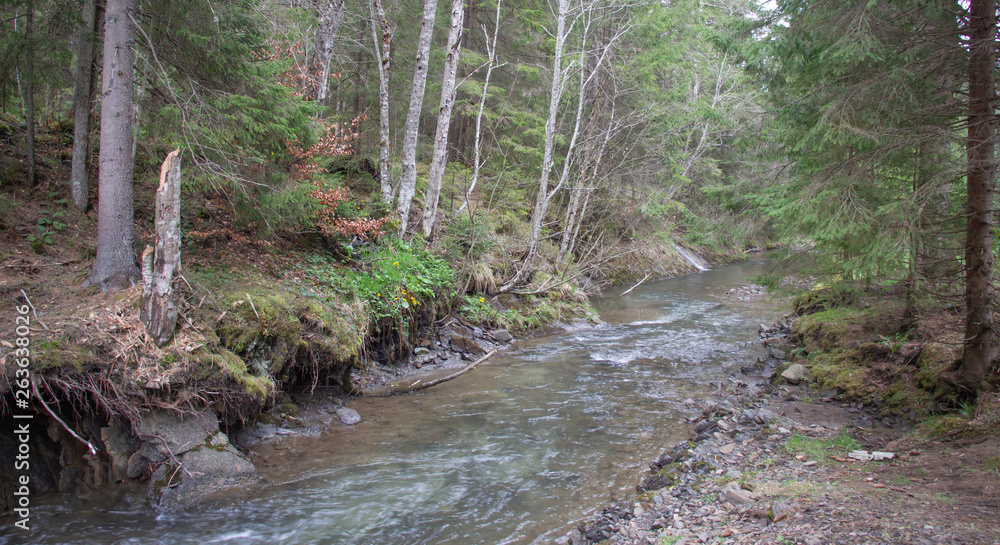Rest in the Carpathians, Hiking in the mountains Gorgany Rest in the Carpathians, Hiking in the mountains Gorgany