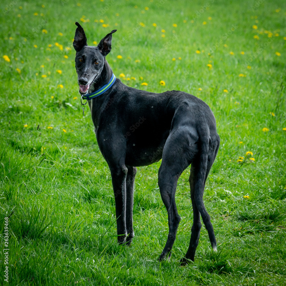 schwarzer windhund auf grüner wiese schwarzer windhund auf grüner wiese