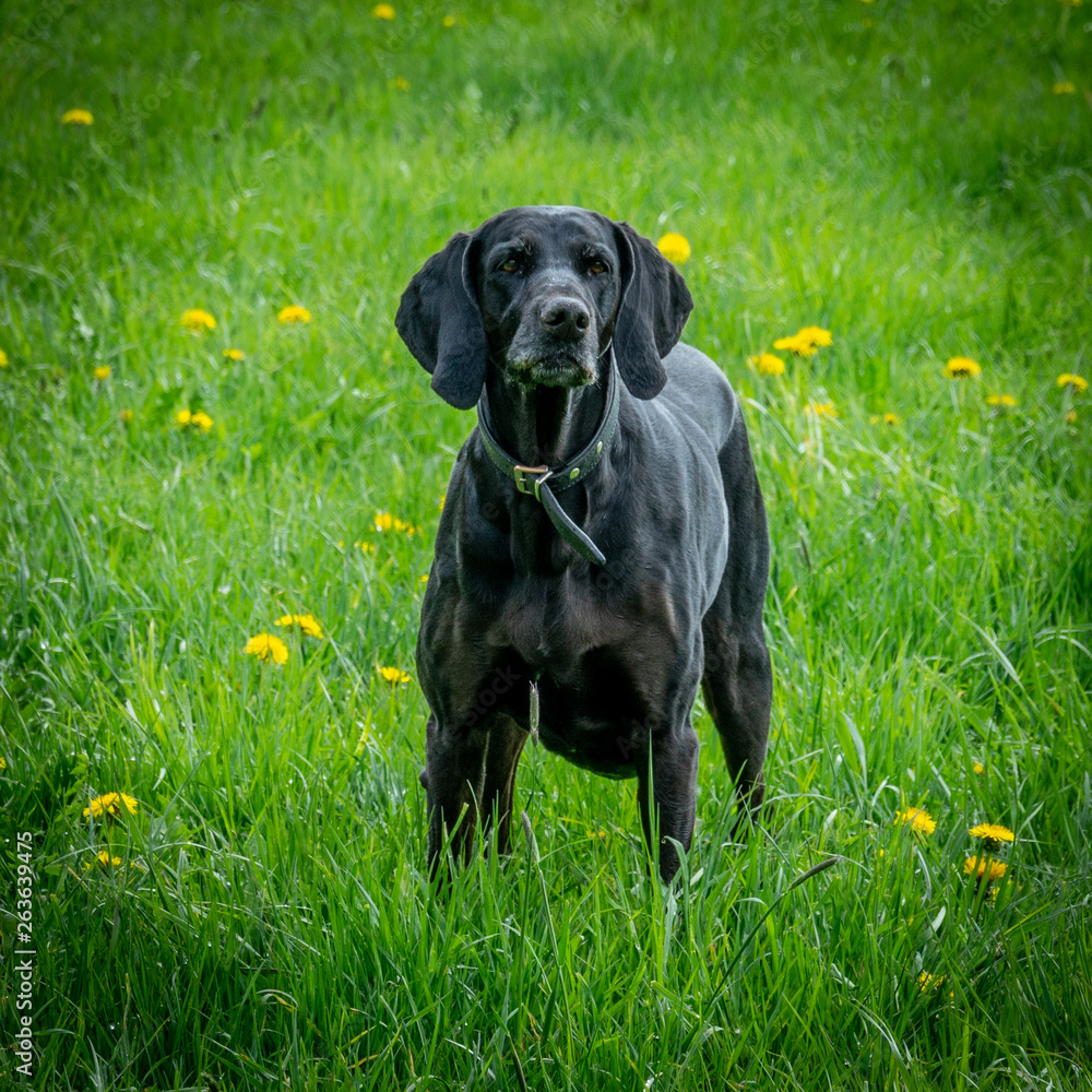 schwarzer hund in grüner wiese schwarzer hund in grüner wiese
