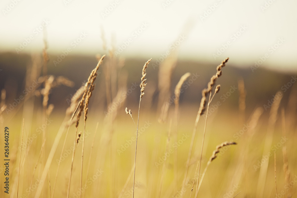 Obraz premium Wheat field, heads, close up