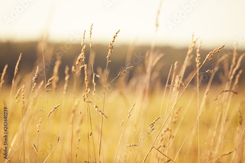 Wheat field, heads 