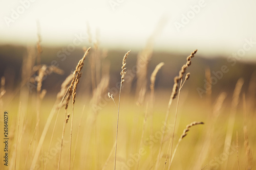 Wheat field, heads, close up