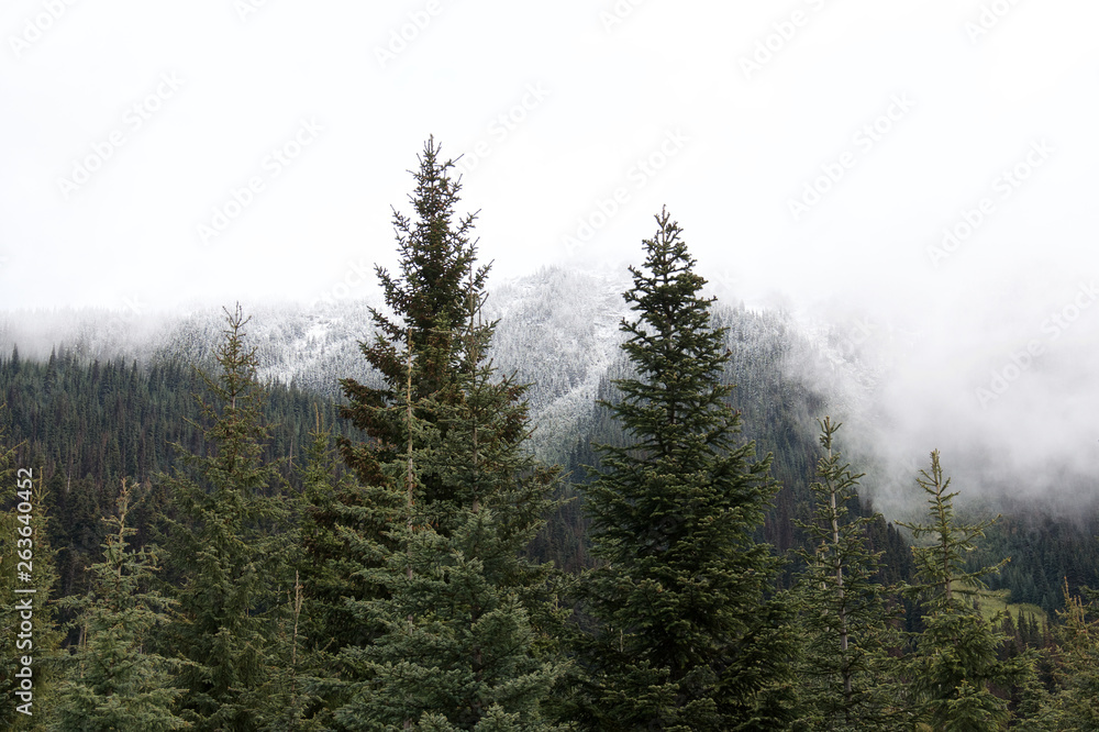 beautiful view of coniferous forest on the background of snow capped Rocky mountains in June, Canada