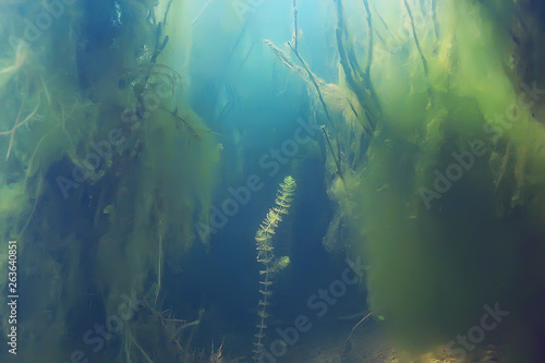 ecosystem underwater pond   landscape underwater photo diving in fresh water  green world algae and fish in river depth