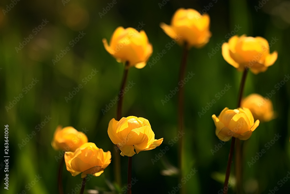 background nature yellow flowers spring / beautiful blurred background spring small flowers macro background nature yellow flowers spring / beautiful blurred background spring small flowers macro