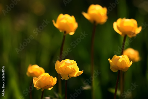 background nature yellow flowers spring   beautiful blurred background spring small flowers macro