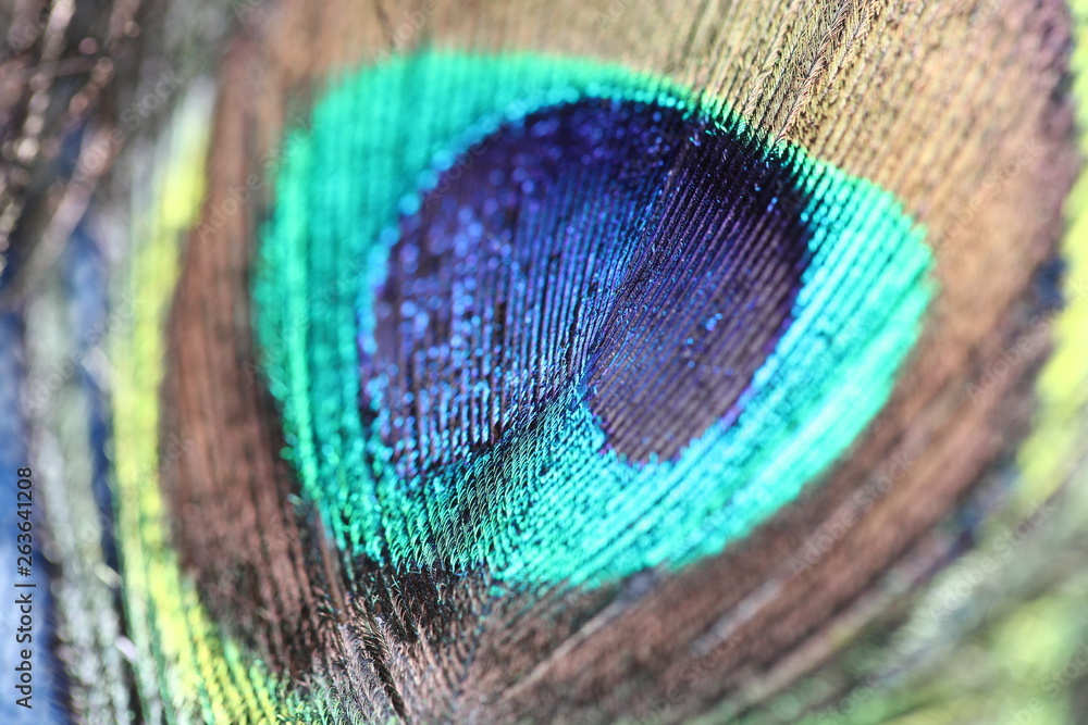 Fototapeta premium peacock with tail