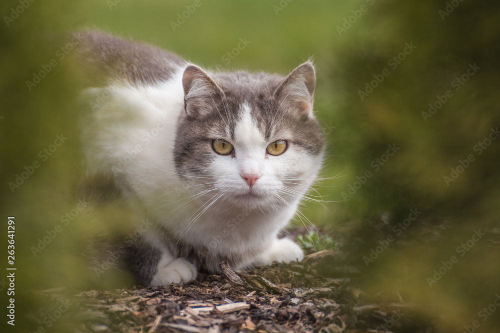 Obraz premium Grau-weiße Katze