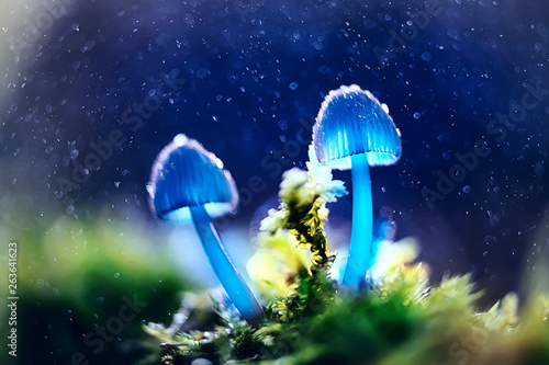 Mushrooms macro nature wild background