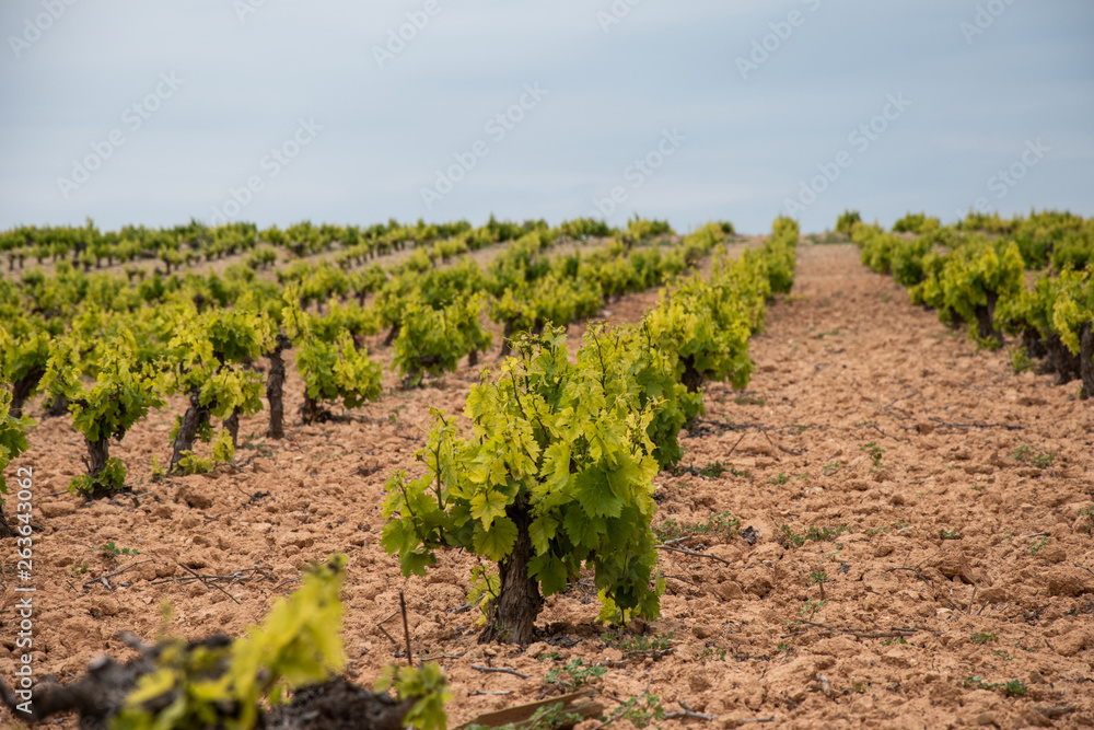 Viñedo  en pleno crecimiento en el mes de abril en Montilla 