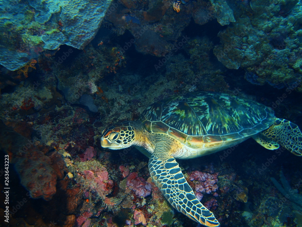 Obraz premium The amazing and mysterious underwater world of Indonesia, North Sulawesi, Bunaken Island, sea turtle