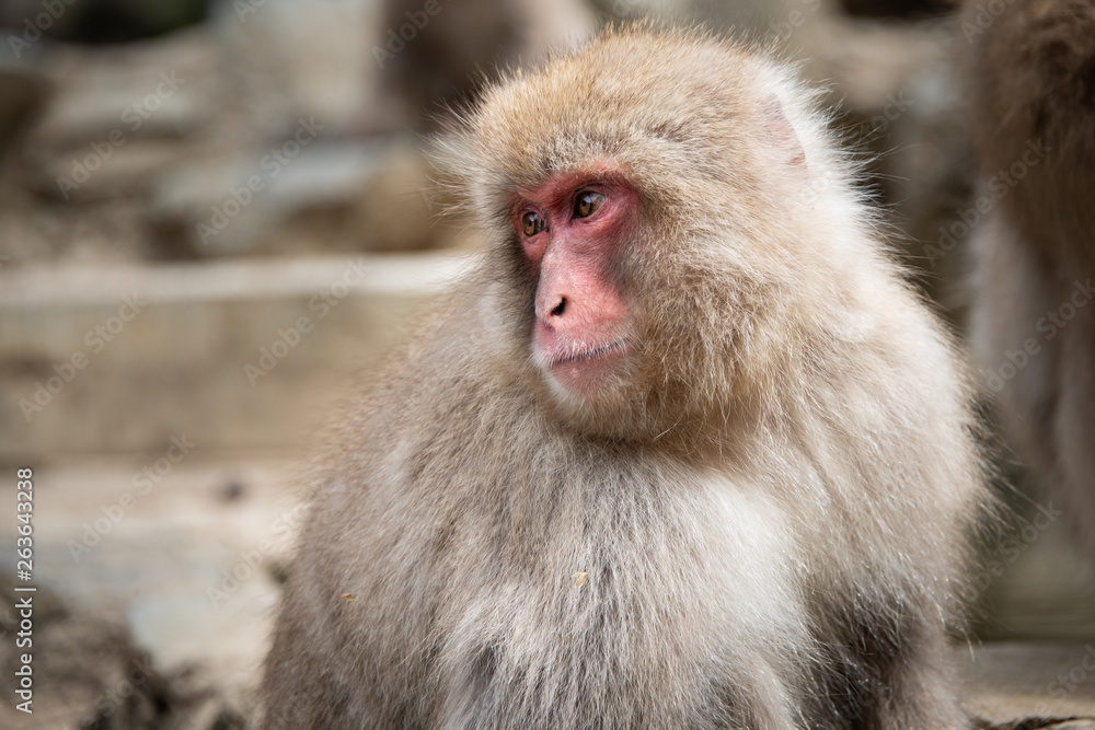Naklejka premium Snow monkey with facial expression in the Jigokudani (means “Hell’s Valley”) snow monkey park around the hot spring