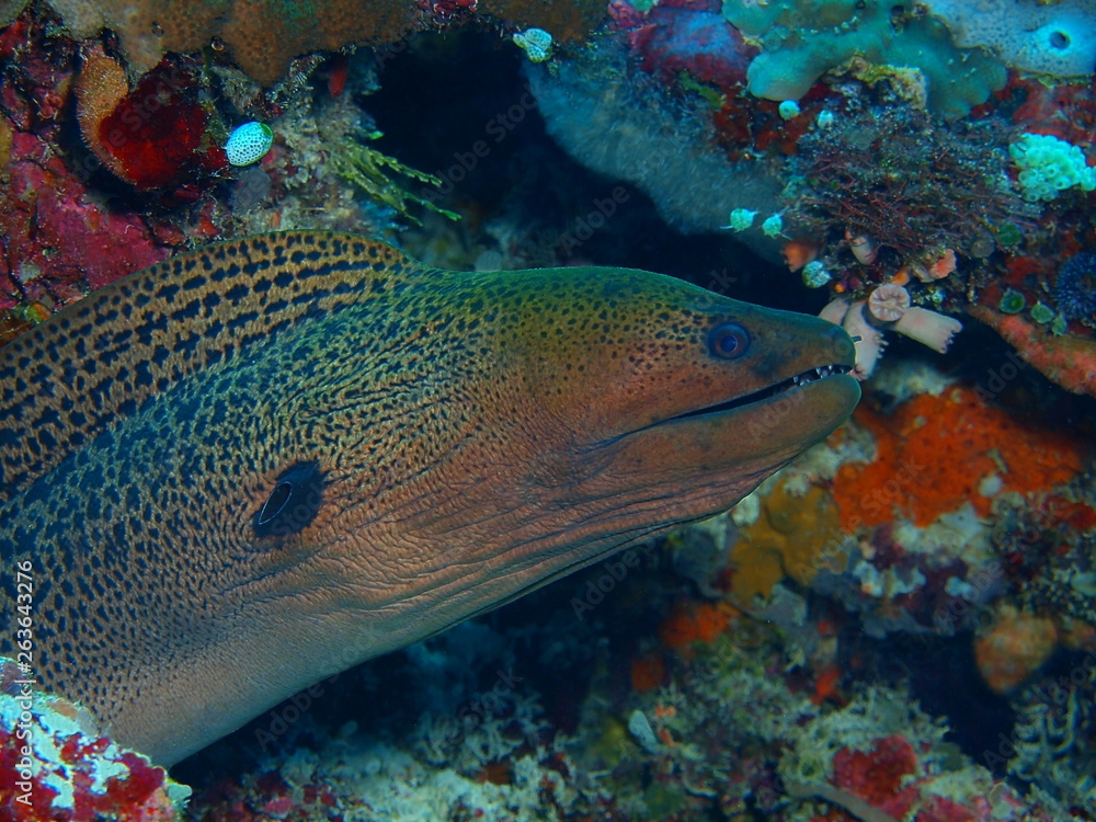 The amazing and mysterious underwater world of Indonesia, North Sulawesi, Bunaken Island, voray eel The amazing and mysterious underwater world of Indonesia, North Sulawesi, Bunaken Island, voray eel