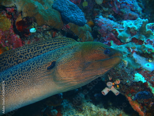 The amazing and mysterious underwater world of Indonesia, North Sulawesi, Bunaken Island, voray eel © vodolaz