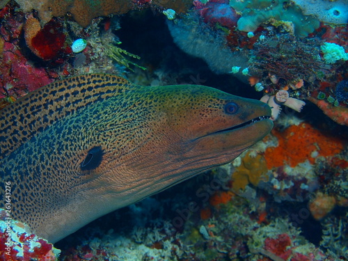The amazing and mysterious underwater world of Indonesia, North Sulawesi, Bunaken Island, voray eel