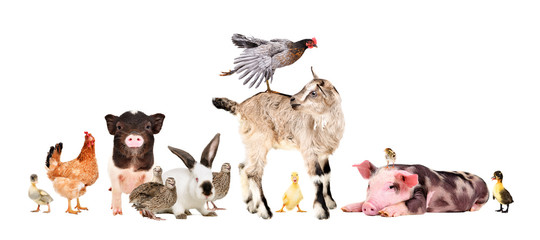 Funny group of farm animals isolated on white background