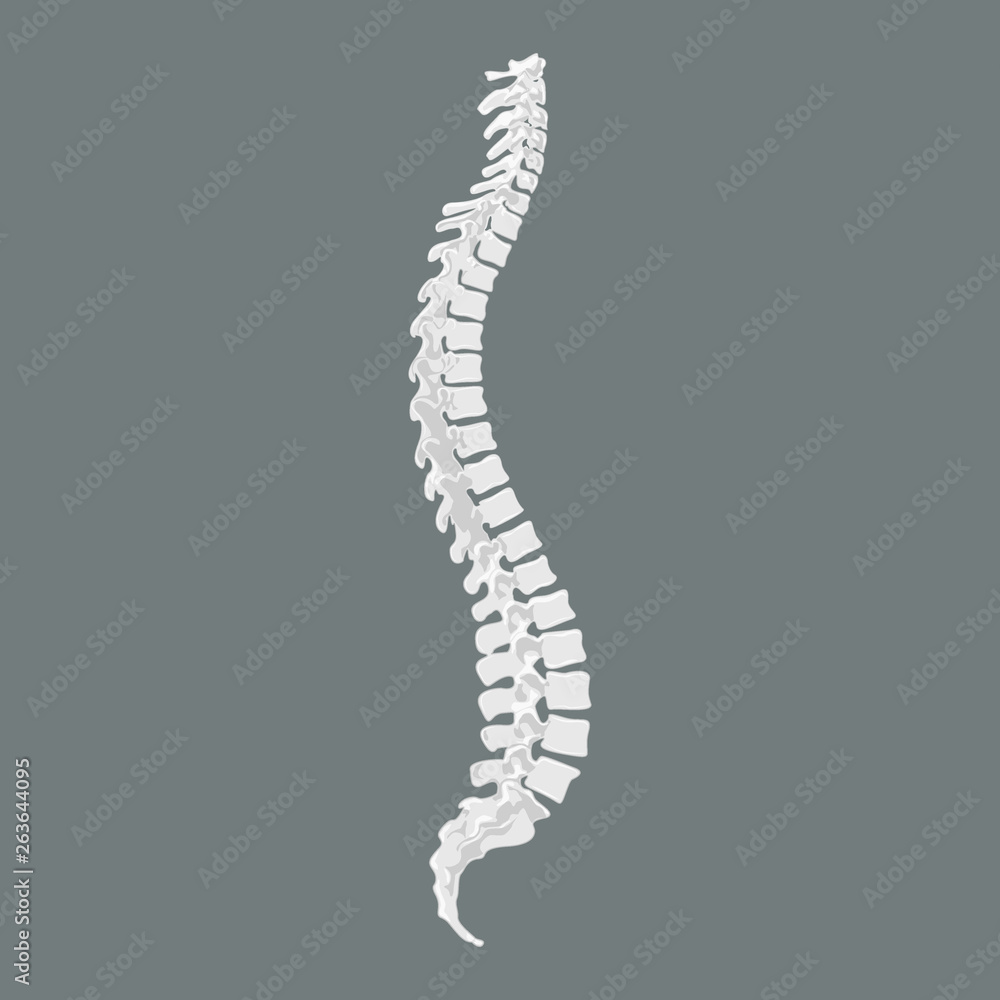 Human ridge. Spine symbol scoliosis vector design Human ridge. Spine symbol scoliosis vector design