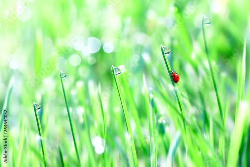 Red ladybug on the green tender grass with drops. Summer spring fresh background. Free space. Artistic image.