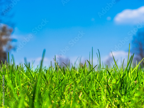 Beautiful green meadow grass and blue sky in the background close-up  summer background  copy space