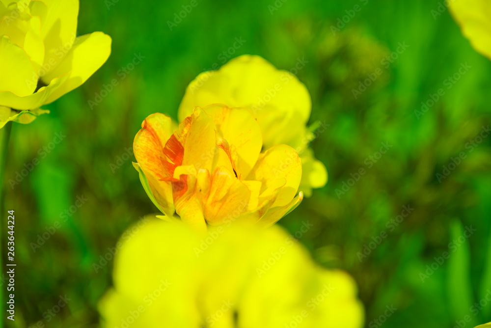 Yellow-orange tulip bud close-up, selective focus Yellow-orange tulip bud close-up, selective focus