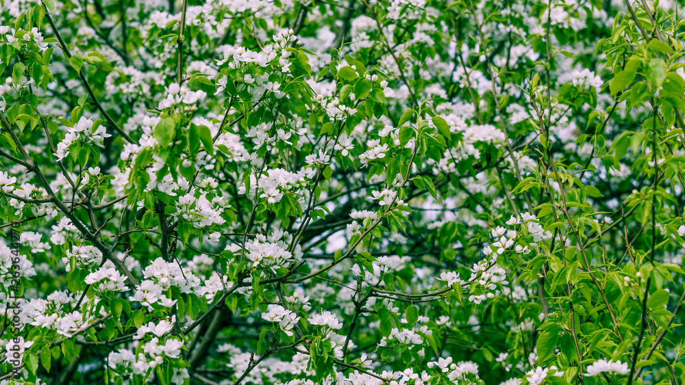 Beautiful branches of blossoming apple trees with white flowers - spring romantic background Beautiful branches of blossoming apple trees with white flowers - spring romantic background