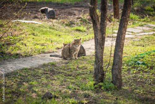 Three cats in the village courtyard  selective focus - romantic rustic story