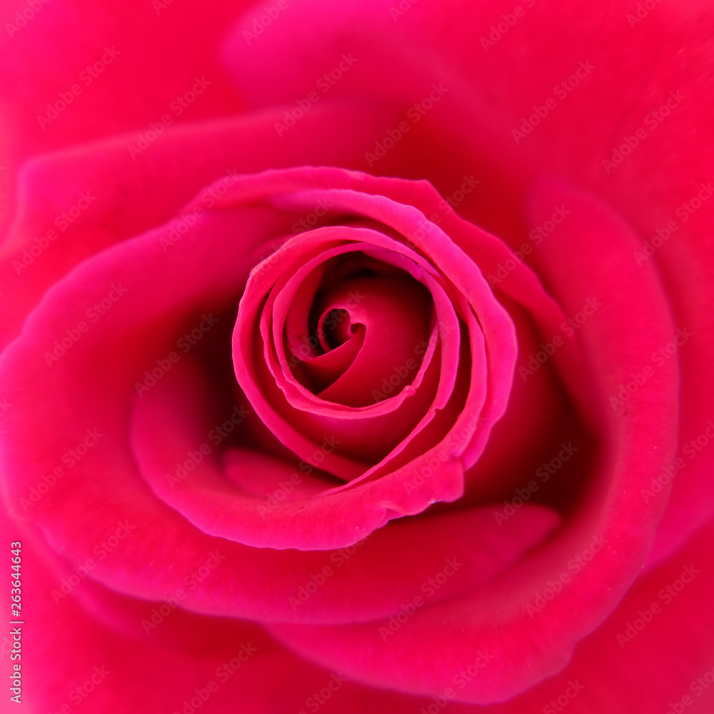 red rose flower top view close up, natural background red rose flower top view close up, natural background