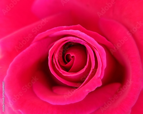 red rose flower top view close up  natural background